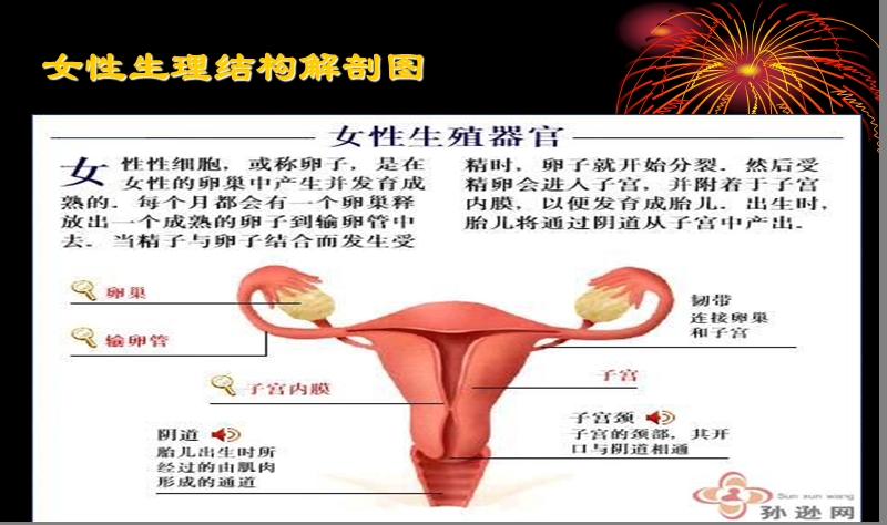 女性保健知识讲座.ppt_第3页