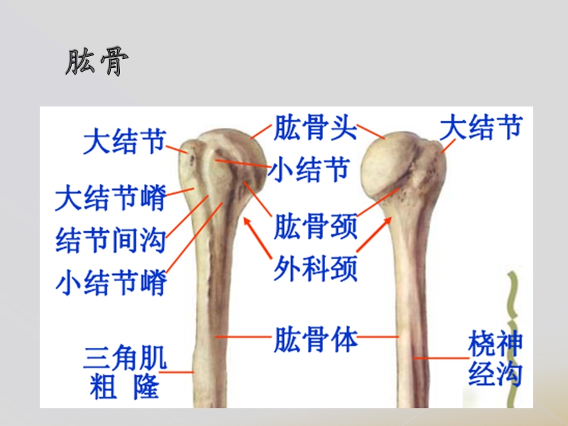 肱骨近端骨折neer分型.pptx_第3页