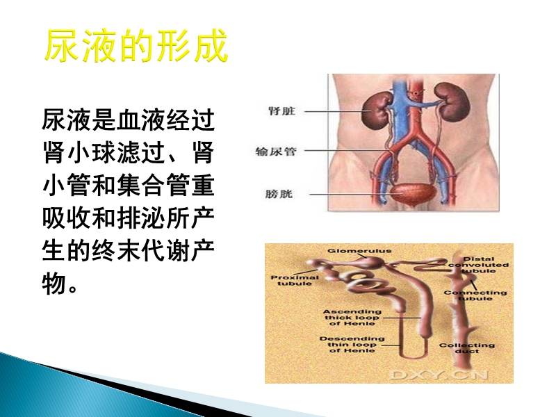 蛋白尿的诊断与鉴别.pptx_第2页