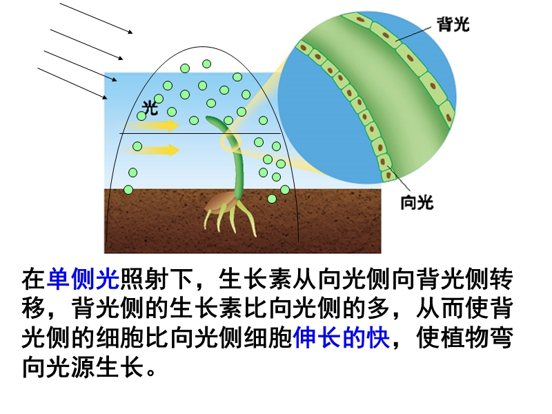 生长素的生理作用.ashx.ppt_第2页