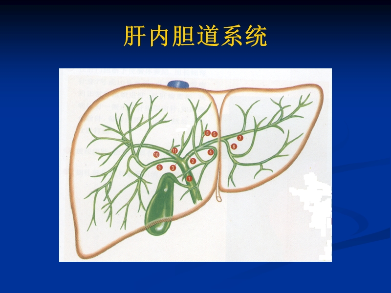 胆道疾病的诊断和治疗.ppt_第3页