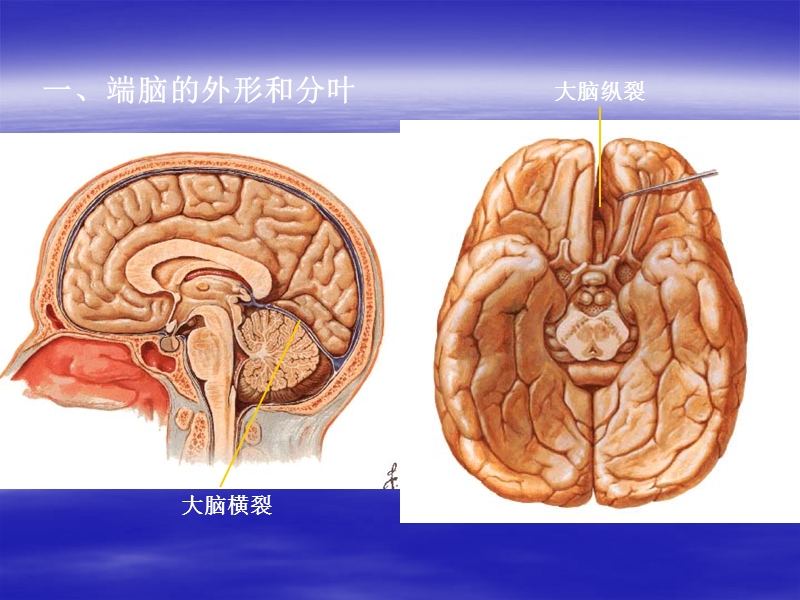 大脑解剖结构.ppt_第3页