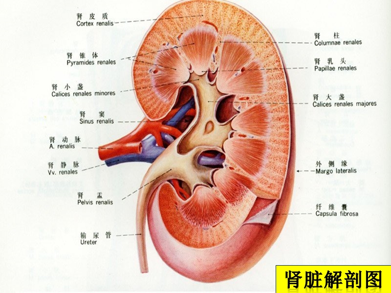 先天性肾脏畸形.ppt_第3页