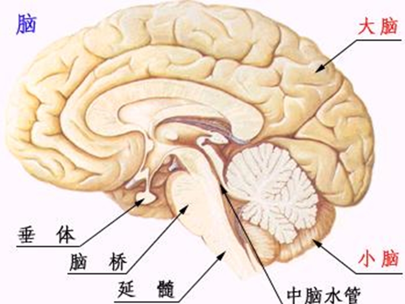 脑肿瘤的护理.ppt_第3页