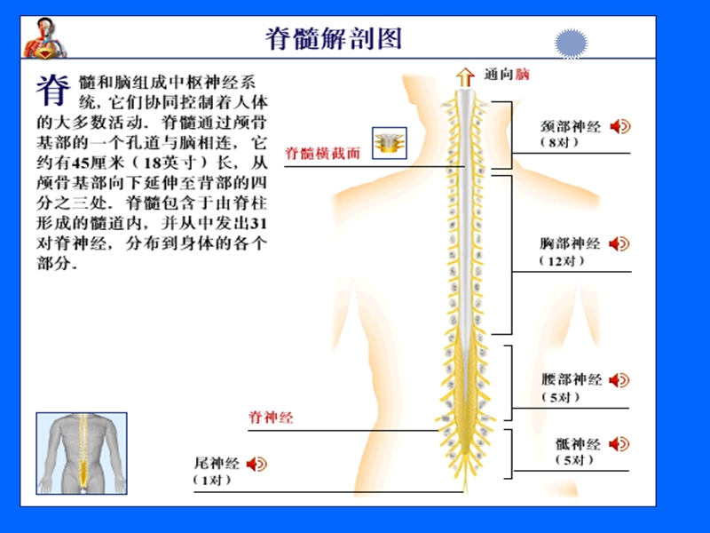 急性脊髓炎.ppt_第2页