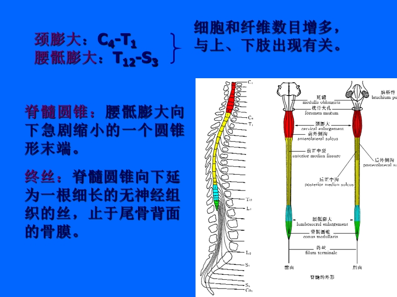 急性脊髓炎.ppt_第3页