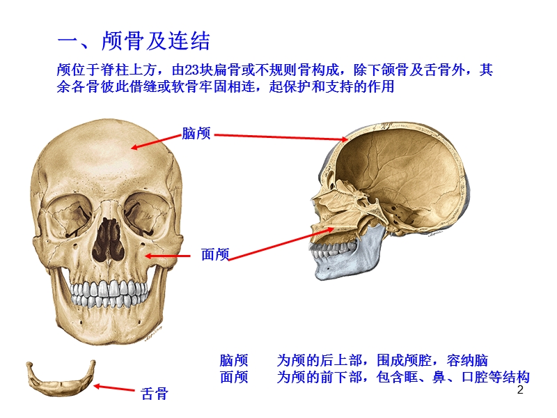 第四次课-颅骨及其连接.ppt_第2页