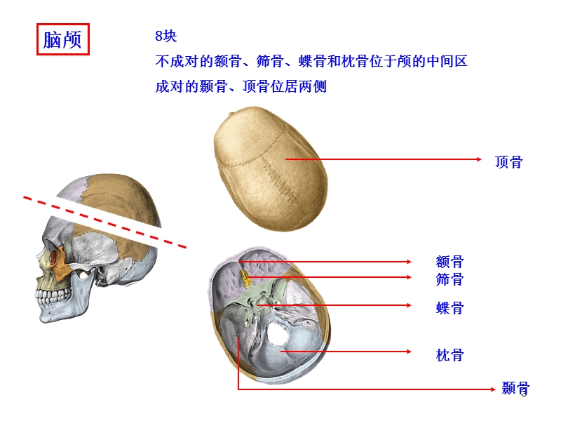 第四次课-颅骨及其连接.ppt_第3页