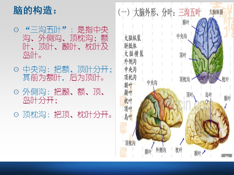 急性颅脑损伤的护理.ppt_第3页