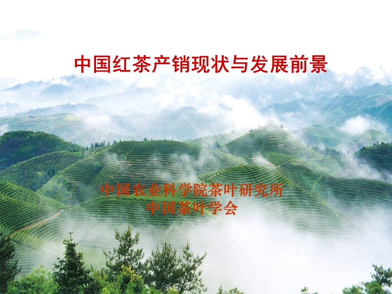 中国红茶产销现状与发展前景_2011-06-22.ppt_第1页