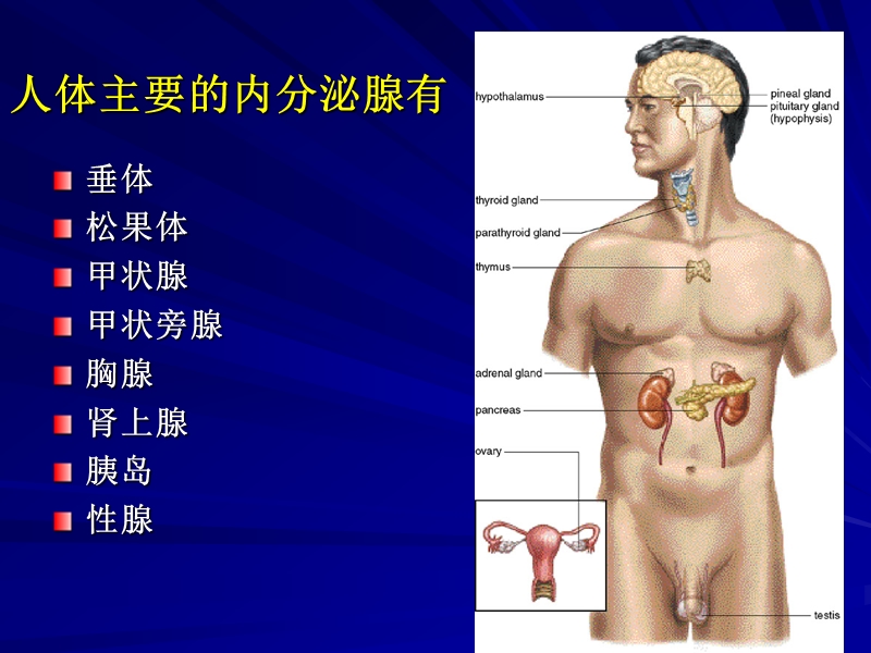 第十一章_内分泌系统.ppt_第3页