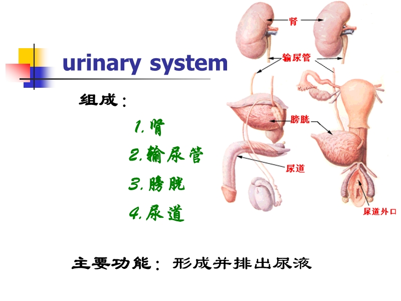 06泌尿系统.ppt_第2页