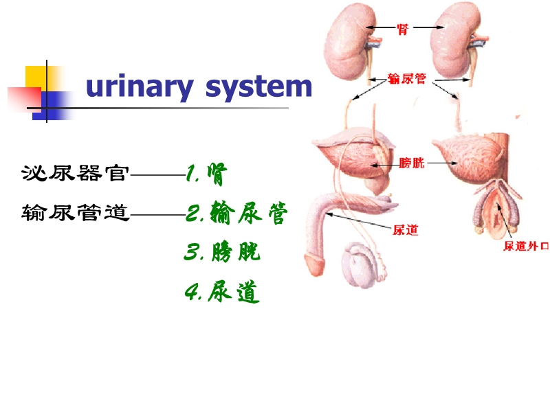 06泌尿系统.ppt_第3页