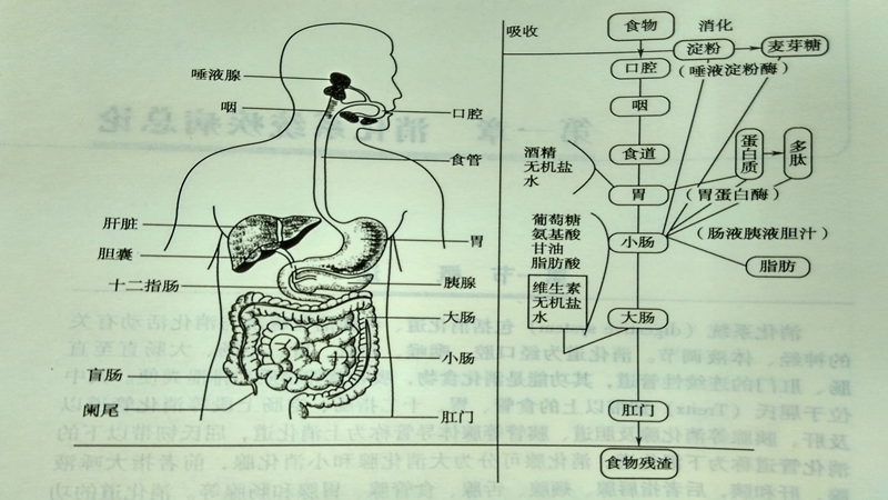 消化科常用药物介绍.pptx_第3页