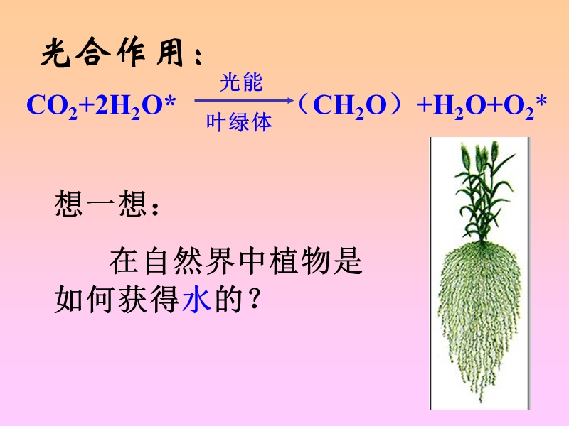 植物对水分的吸收和利用.ppt_第3页