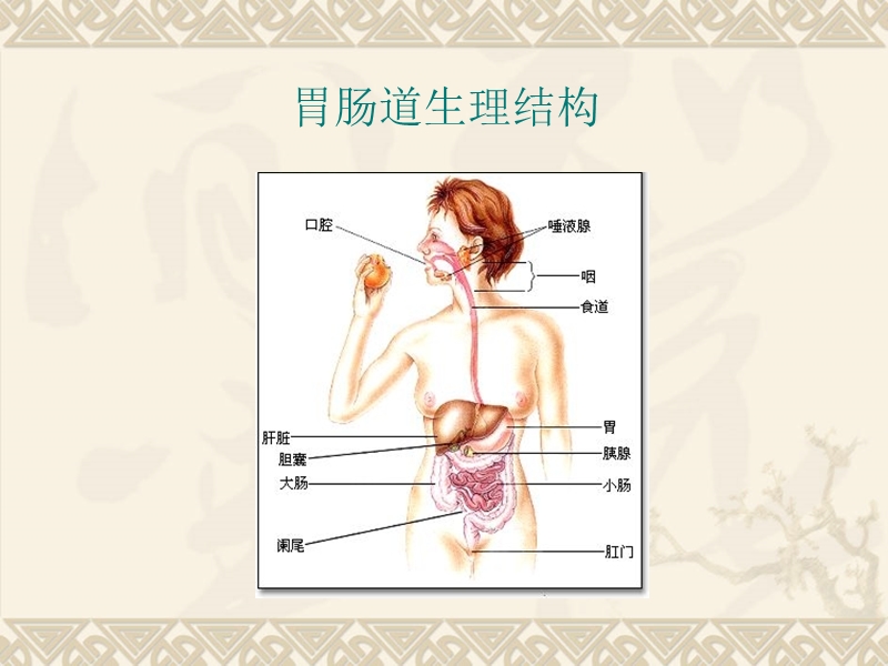 重症患者胃肠功能障碍的诊疗.ppt_第3页