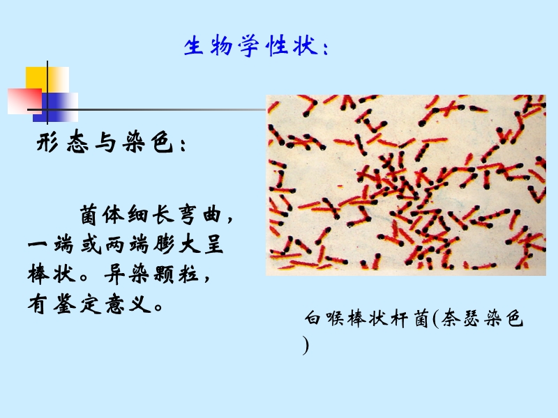 微生物_第21章_其他病原性细菌.ppt_第3页