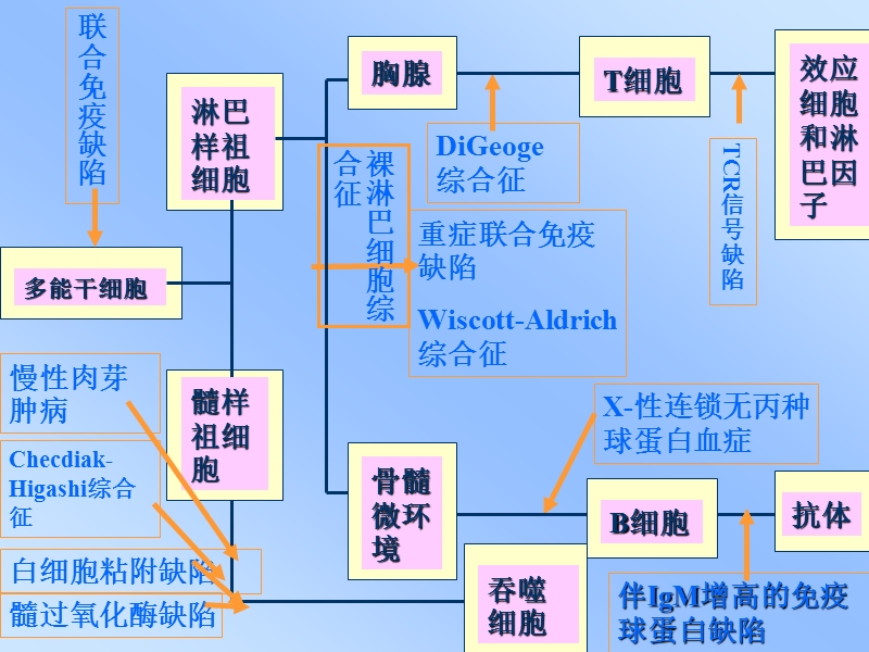 idd分类、特征及治疗.ppt_第3页