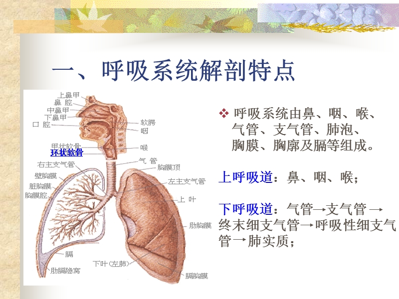 呼吸系统疾病常见症状体征的护理.ppt_第2页