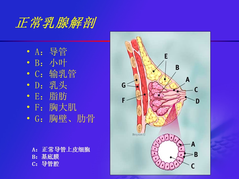 12.浅表器官超声检查.ppt_第3页