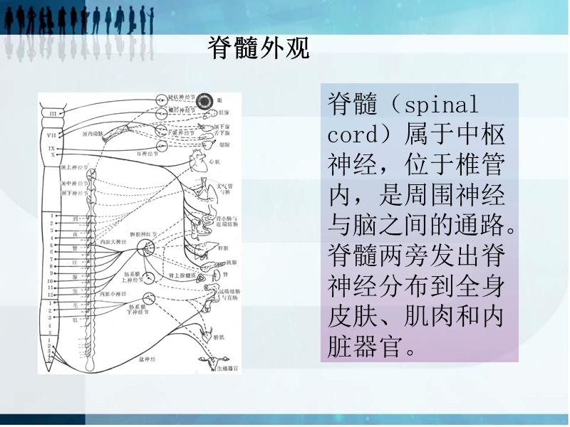 脊髓胸腰段损伤完整版.ppt_第3页