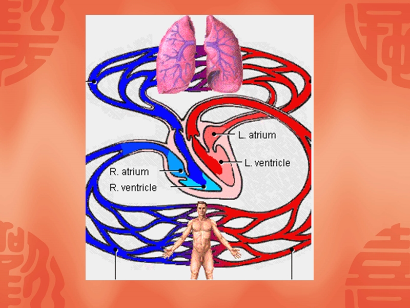 第八章脉管系统_心.ppt_第3页