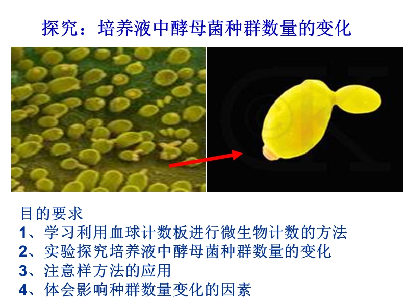 探究：酵母菌种群数量的变化实验.ppt_第2页