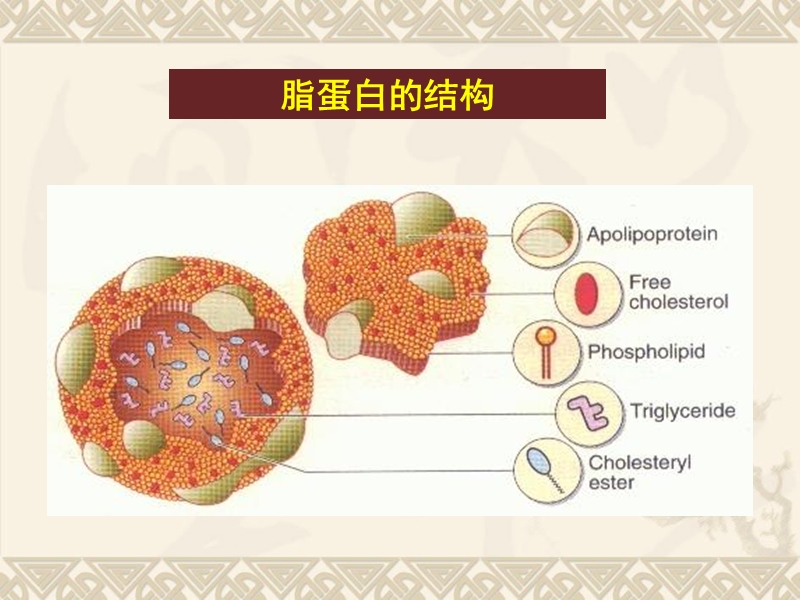 4脂蛋白代谢与衰老.ppt_第3页