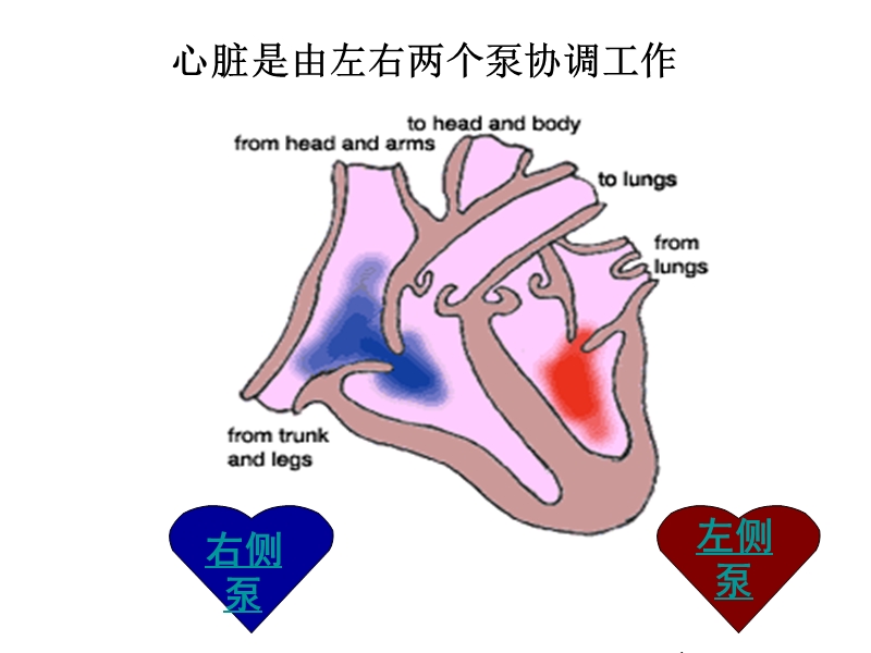 心脏是两个泵.ppt_第2页