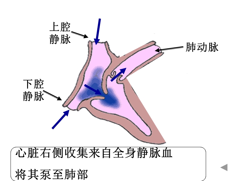 心脏是两个泵.ppt_第3页