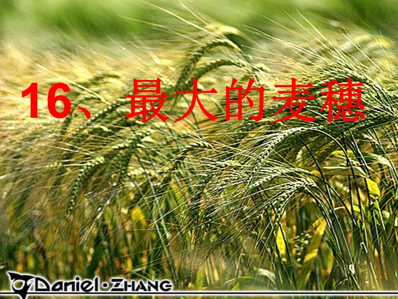 16最大的麦穗.ppt_第1页