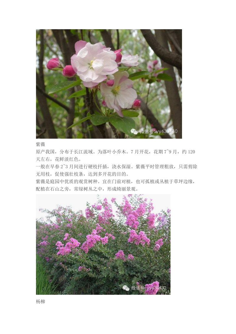 北方常用植物系列.docx_第2页