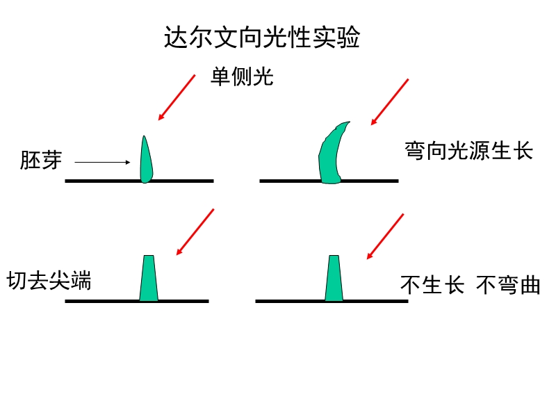 华师大科学-激素.ppt_第3页