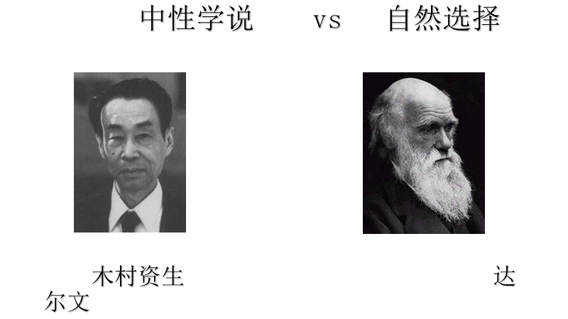 中性学说.ppt_第3页