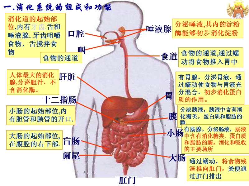 412消化和吸收上课课件.ppt_第2页