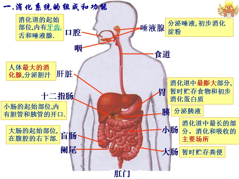 食物中的营养.ppt_第3页