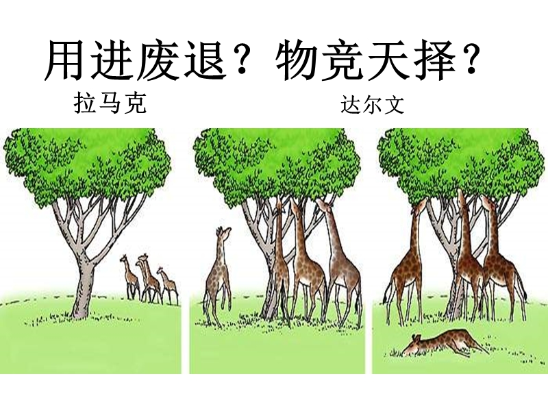 高二生物生物的进化2.ppt_第3页