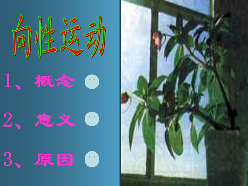 植物生命生活的调节.ppt_第3页