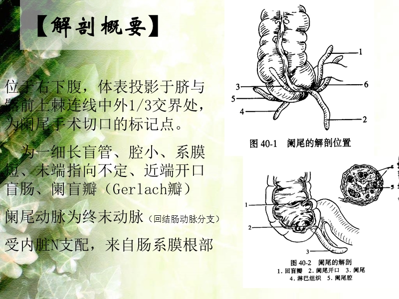 阑尾炎护理查房1.ppt_第3页