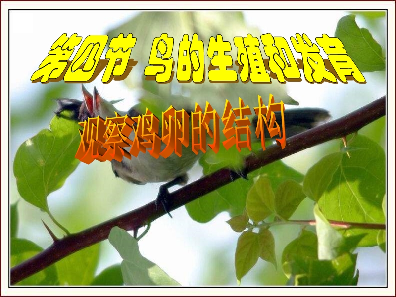 八年级生物鸟的生殖和发育1.ppt_第2页