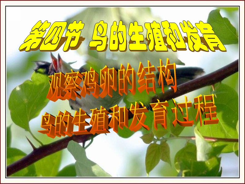 八年级生物鸟的生殖和发育1.ppt_第3页