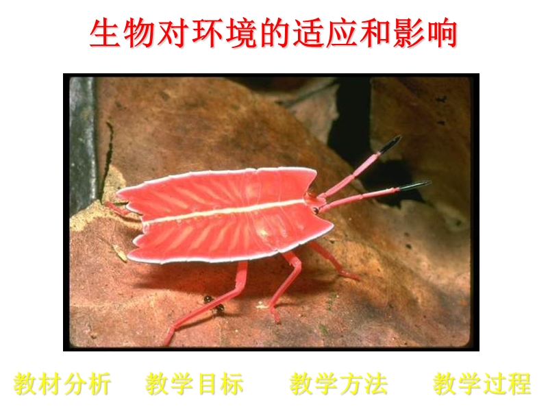 高二生物生物对环境的适应和影响.ppt_第2页