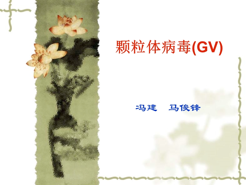 颗粒病毒(gv)简介.ppt_第1页