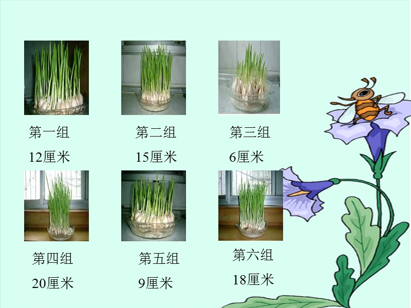 （北师大版）四年级数学上册课件 栽蒜苗二.ppt_第3页