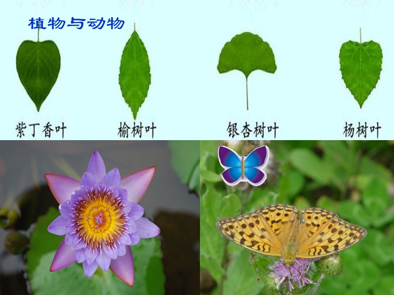 （青岛版）五年级数学上册课件 轴对称图形 3.ppt_第3页