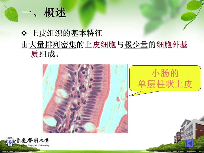 上皮组织.ppt_第2页