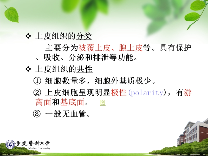 上皮组织.ppt_第3页