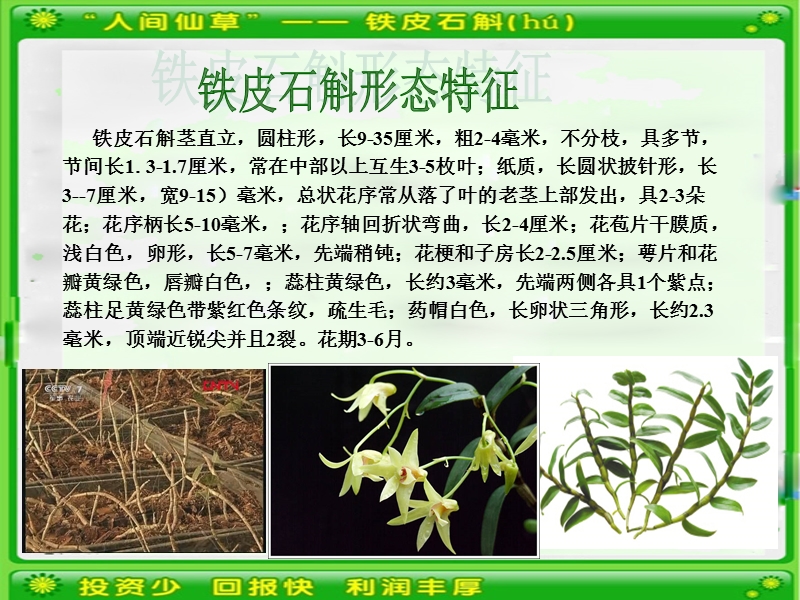 2012铁皮石斛温室大棚种植技术.ppt_第3页