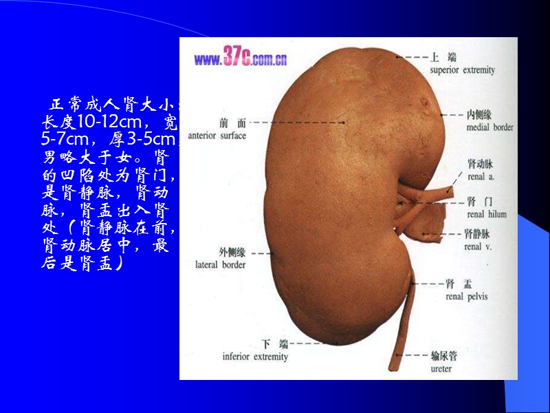 8.泌尿系统及前列腺超声检查.ppt_第3页