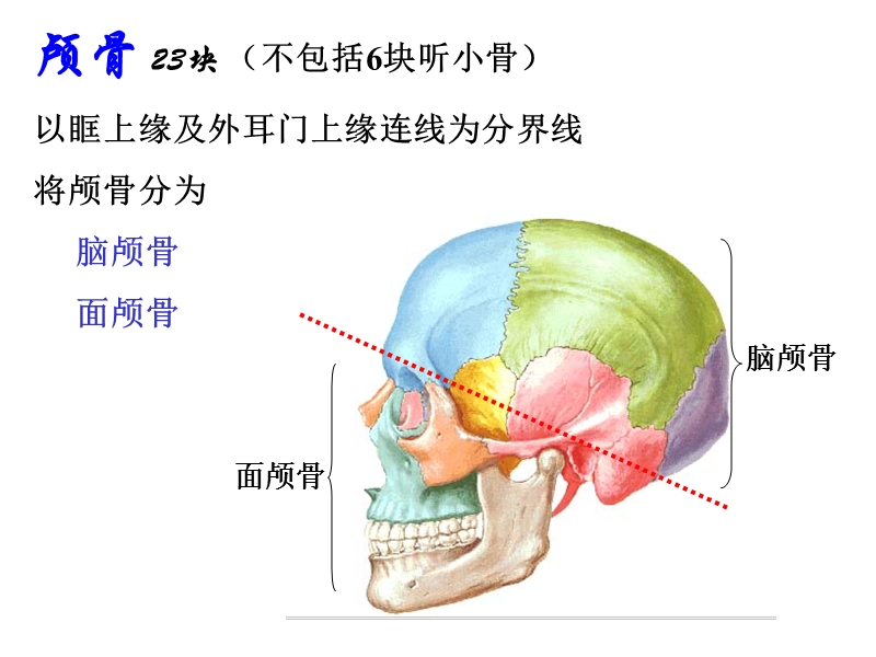 《人体解剖学》--颅骨-(1).ppt_第2页